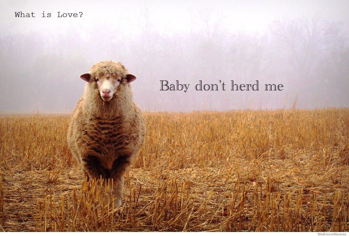 What Is Love Baby Dont Herd Me