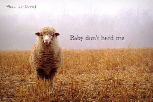 What Is Love Baby Dont Herd Me