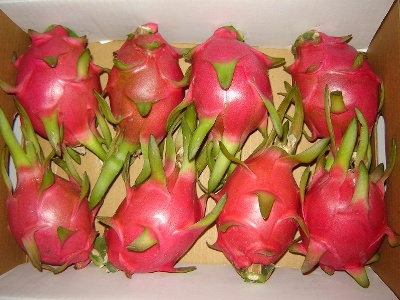 White Dragon Fruit Benefits