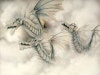 White Dragon Wallpaper Hd