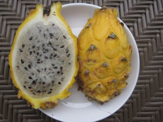 Yellow Dragon Fruit Benefits